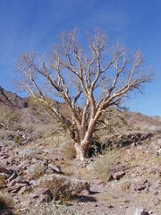 Pachycormus discolor