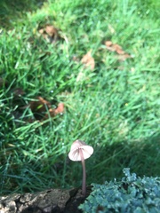 Mycena purpureofusca