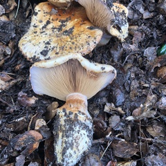 Cortinarius ponderosus