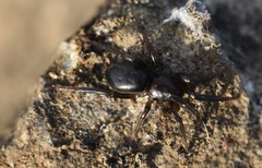 Zelotes