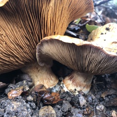 Cortinarius ponderosus