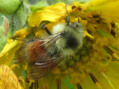 Bombus melanopygus
