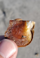 Pinctada imbricata