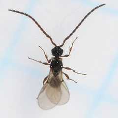 Diapriinae