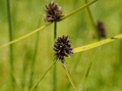 Cyperus teneristolon