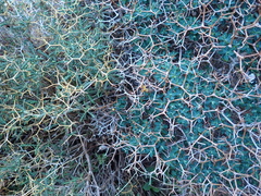 Euphorbia acanthothamnos