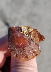 Pinctada imbricata