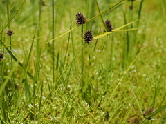 Cyperus teneristolon