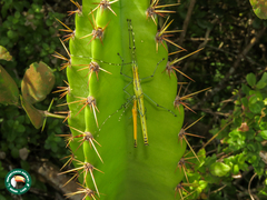 Tithonophasma tithonus