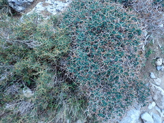 Euphorbia acanthothamnos