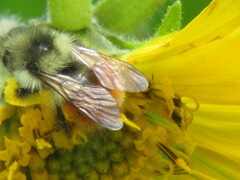 Bombus melanopygus