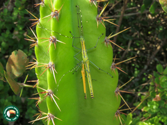 Tithonophasma tithonus