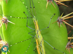 Tithonophasma tithonus