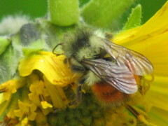 Bombus melanopygus