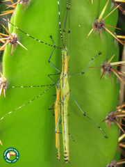 Tithonophasma tithonus