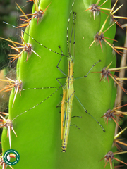 Tithonophasma tithonus