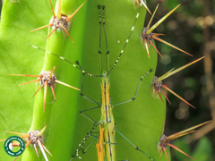 Tithonophasma tithonus