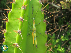 Tithonophasma tithonus
