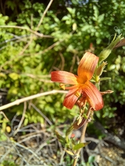 Anisacanthus thurberi