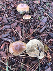 Pholiota velaglutinosa