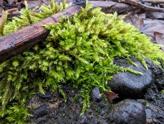 Homalothecium fulgescens