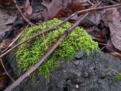 Homalothecium fulgescens