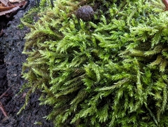 Homalothecium fulgescens