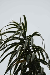 Dracaena angustifolia