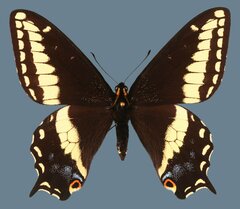 Papilio indra