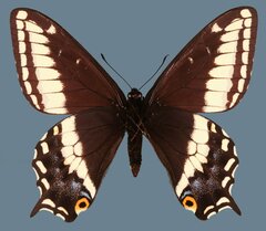 Papilio indra