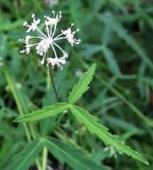 Hydrocotyle geraniifolia