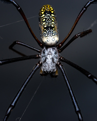 Trichonephila fenestrata