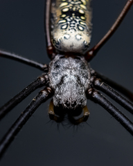Trichonephila fenestrata