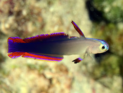 Nemateleotris decora