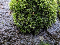 Racomitrium heterostichum