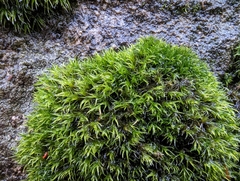 Racomitrium heterostichum