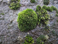 Racomitrium heterostichum