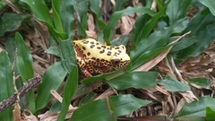 Dendropsophus reticulatus