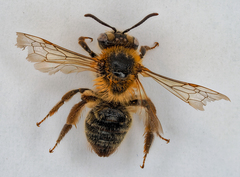 Andrena fuscipes