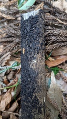 Rosellinia