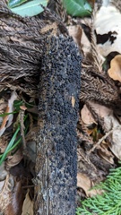 Rosellinia