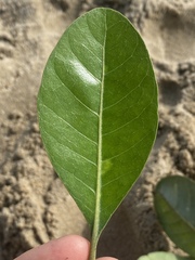 Planchonella obovata