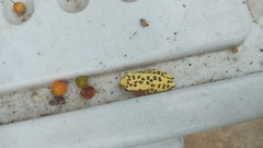 Dendropsophus reticulatus