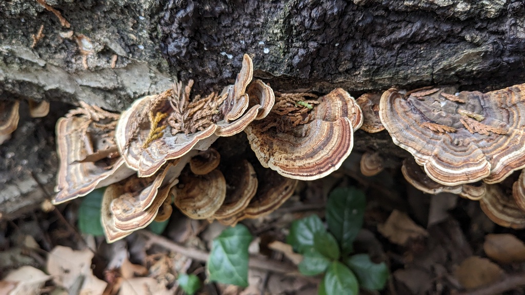 Microporus affinis · January 2023 · photo: © atsushi_nakajima_cirque (iNaturalist, cc-by)