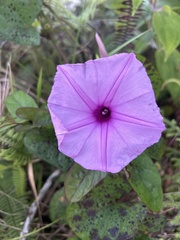 Ipomoea setifera