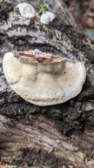 Trametes orientalis