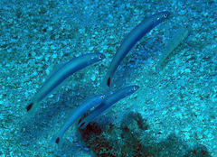 Ptereleotris heteroptera