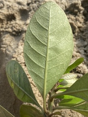 Planchonella obovata