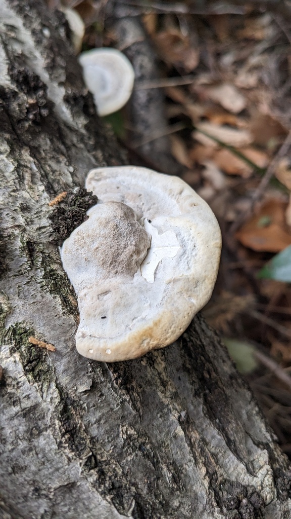 Trametes orientalis · January 2023 · photo: © atsushi_nakajima_cirque (iNaturalist, cc-by)
