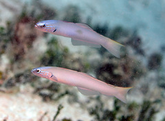 Ptereleotris microlepis